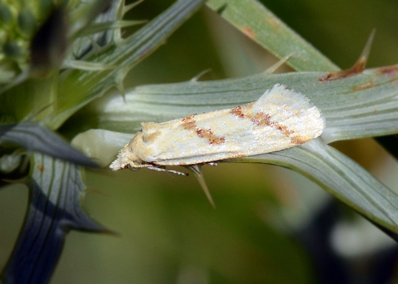 Tortricidae, Ahetes dilucidana Cfr.